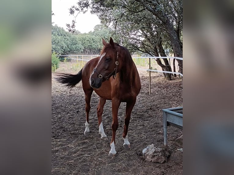 Engels volbloed Mix Merrie 2 Jaar Palomino in Buitrago De Lozoya
