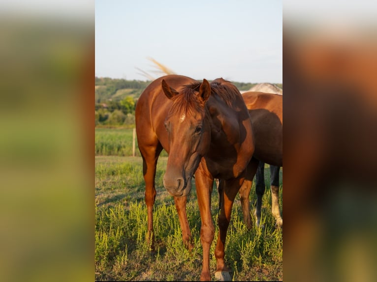 Engels volbloed Merrie 3 Jaar 154 cm Donkere-vos in Vác