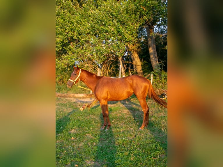 Engels volbloed Merrie 3 Jaar 154 cm Donkere-vos in Vác