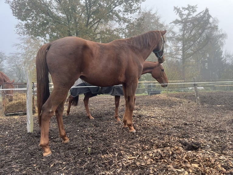 Engels volbloed Merrie 3 Jaar 155 cm Vos in Iserlohn