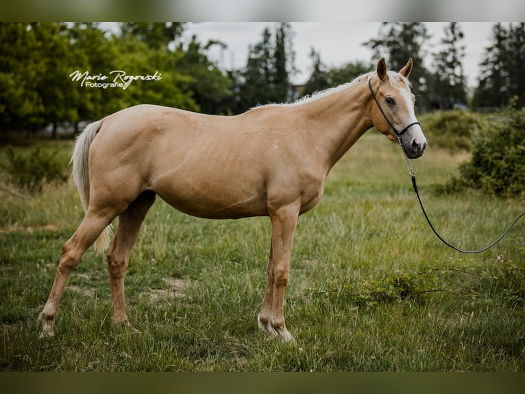 Engels volbloed Merrie 3 Jaar 156 cm Palomino in Beaumont-Pied-de-Buf