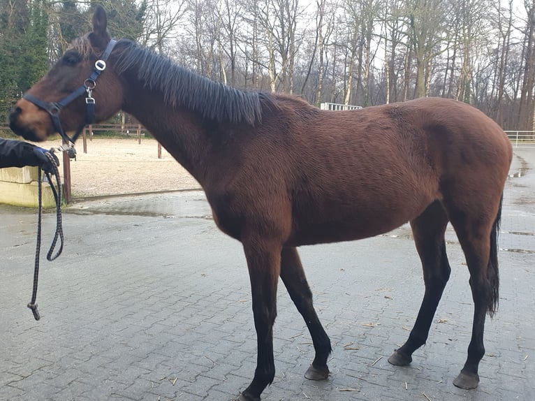 Engels volbloed Merrie 3 Jaar 158 cm Bruin in Geesbrug