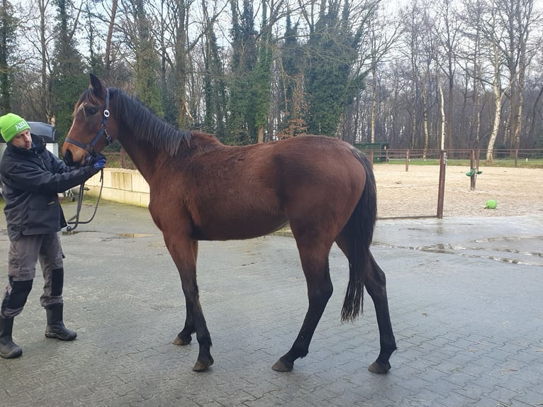 Engels volbloed Merrie 3 Jaar 158 cm Bruin in Geesbrug