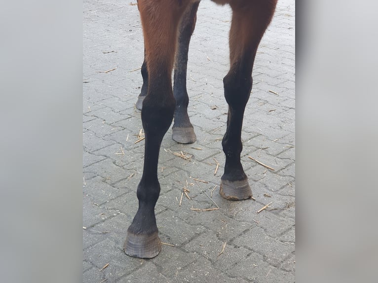 Engels volbloed Merrie 3 Jaar 158 cm Bruin in Geesbrug