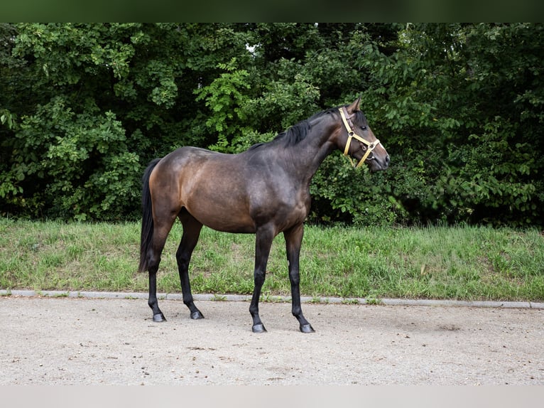 Engels volbloed Merrie 3 Jaar 160 cm Donkerbruin in Empfingen