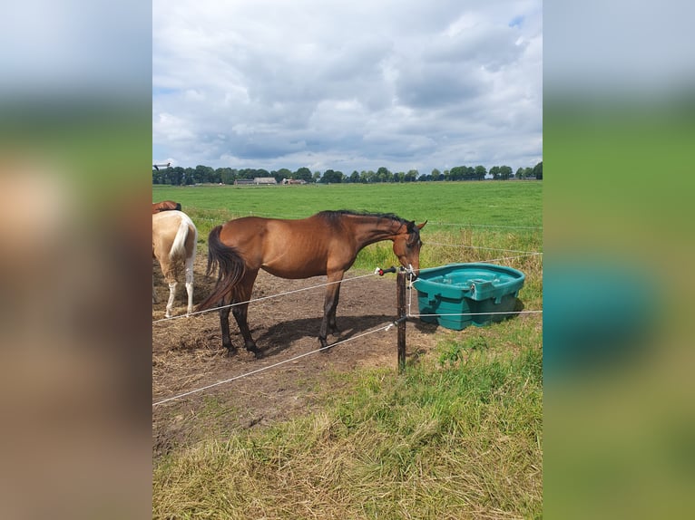 Engels volbloed Merrie 3 Jaar 160 cm Donkerbruin in Geesbrug
