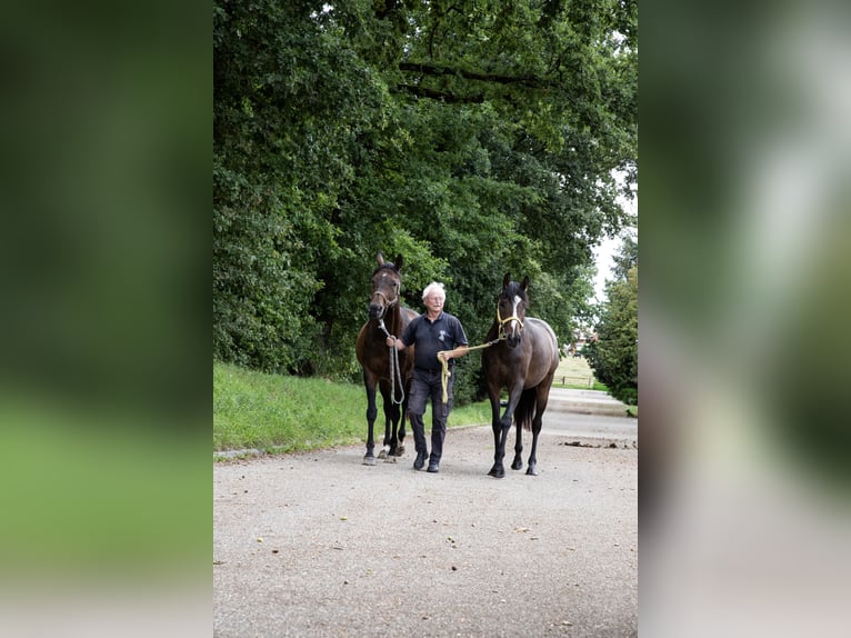 Engels volbloed Merrie 3 Jaar 161 cm Donkerbruin in Empfingen