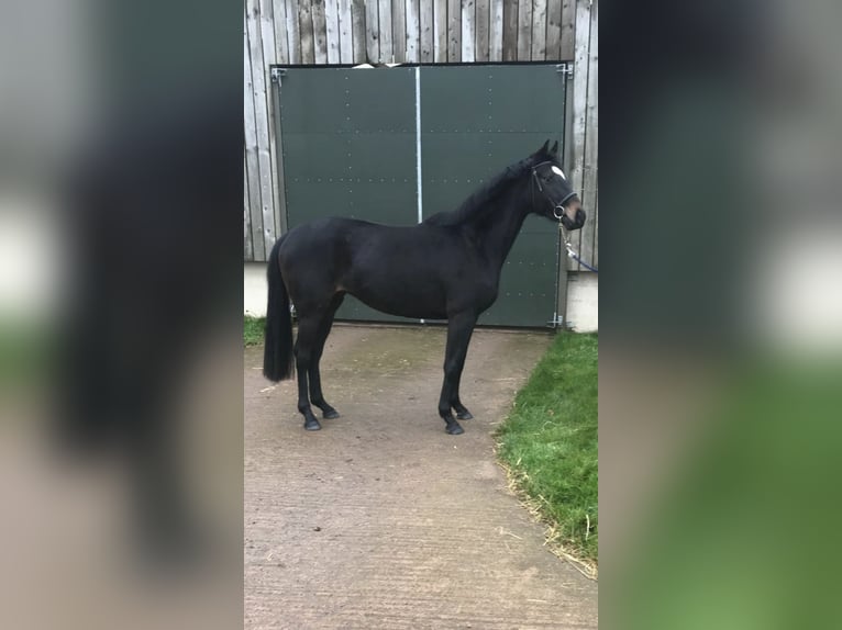 Engels volbloed Merrie 3 Jaar 163 cm Donkerbruin in Somerset