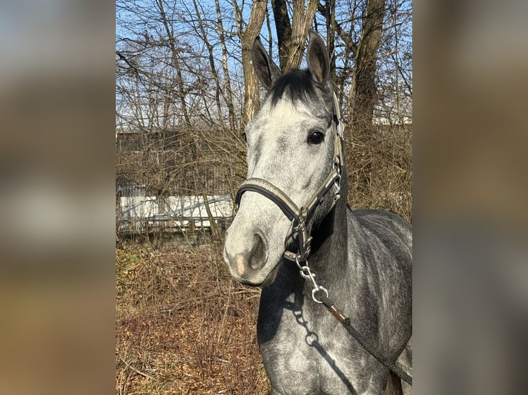 Engels volbloed Merrie 3 Jaar 164 cm Schimmel in München