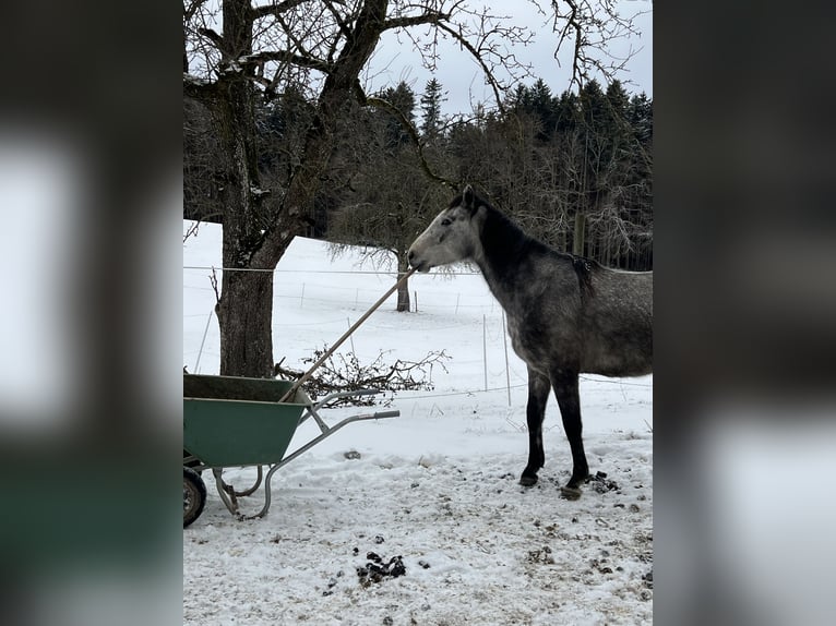 Engels volbloed Mix Merrie 4 Jaar 156 cm Brown Falb schimmel in Bad Wurzach