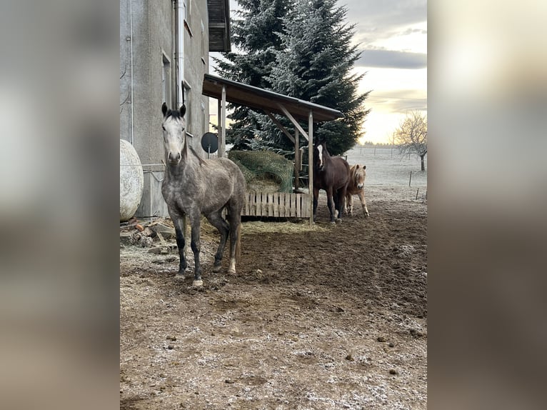 Engels volbloed Mix Merrie 4 Jaar 156 cm Brown Falb schimmel in Bad Wurzach