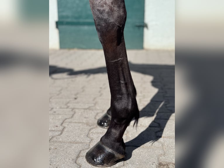 Engels volbloed Merrie 4 Jaar 158 cm Bruin in Iffezheim