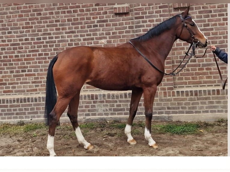 Engels volbloed Merrie 4 Jaar 158 cm Bruin in Krefeld