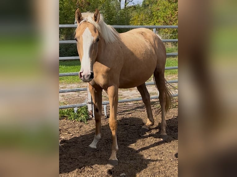 Engels volbloed Merrie 4 Jaar 160 cm Palomino in Mücheln (Geiseltal)