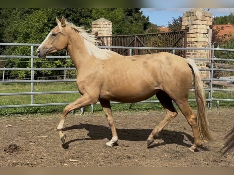 Engels volbloed Merrie 4 Jaar 160 cm Palomino in Mücheln (Geiseltal)