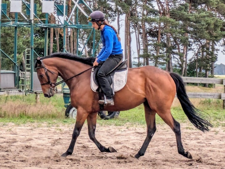 Engels volbloed Merrie 4 Jaar 162 cm Bruin in Möser