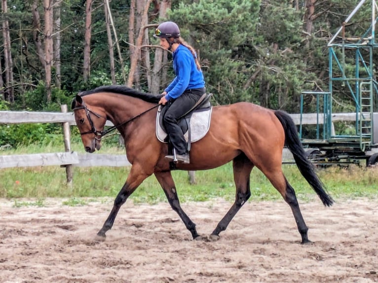 Engels volbloed Merrie 4 Jaar 162 cm Bruin in Möser