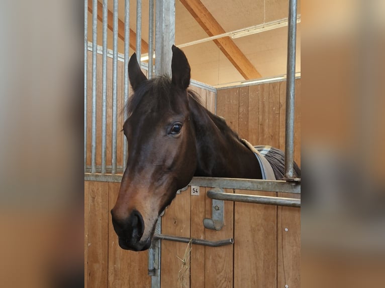 Engels volbloed Merrie 4 Jaar 162 cm Donkerbruin in Haidershofen