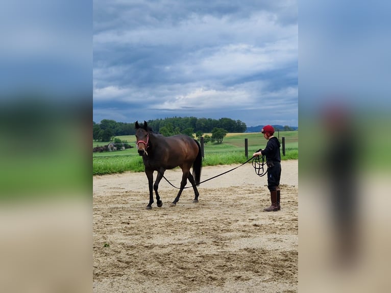 Engels volbloed Merrie 4 Jaar 162 cm Donkerbruin in Haidershofen