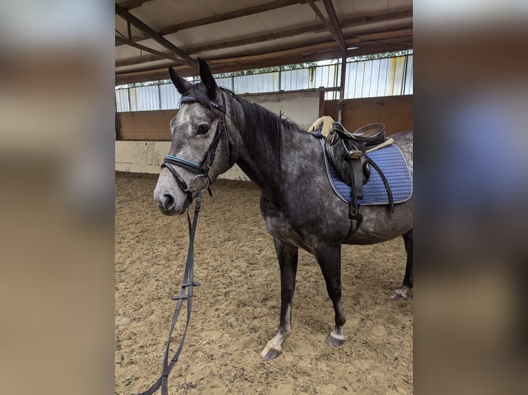 Engels volbloed Merrie 4 Jaar 162 cm Zwartschimmel in Griesstätt