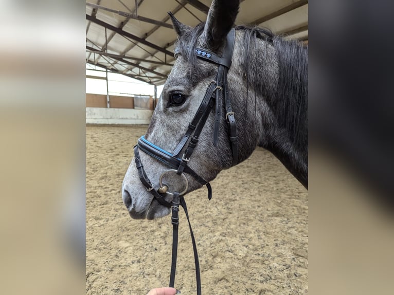 Engels volbloed Merrie 4 Jaar 162 cm Zwartschimmel in Griesstätt