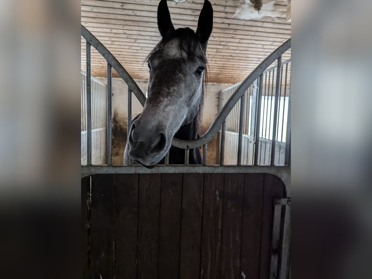 Engels volbloed Merrie 4 Jaar 162 cm Zwartschimmel in Griesstätt