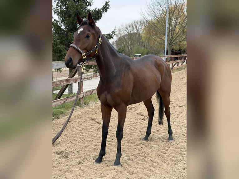 Engels volbloed Merrie 4 Jaar 163 cm Bruin in Mittenwalde