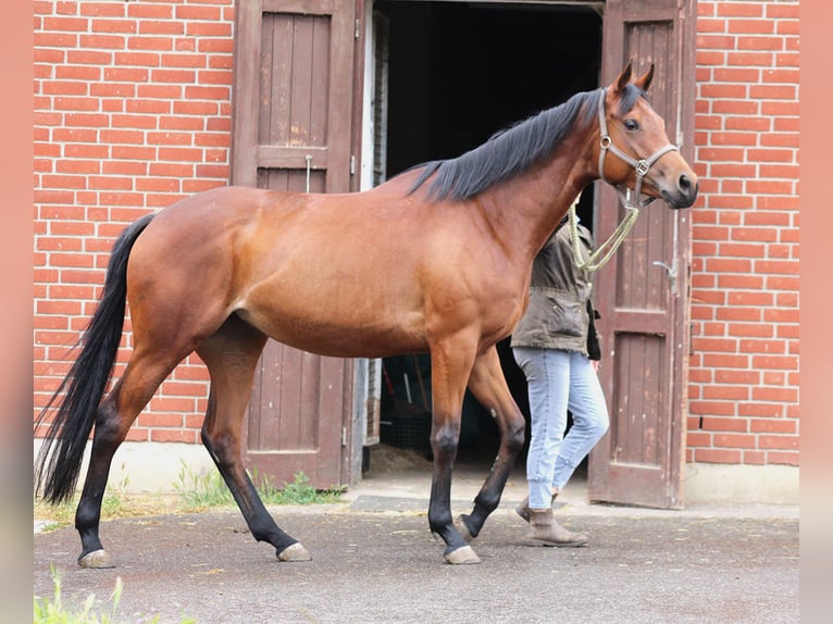 Engels volbloed Merrie 4 Jaar 163 cm Bruin in Oranienburg