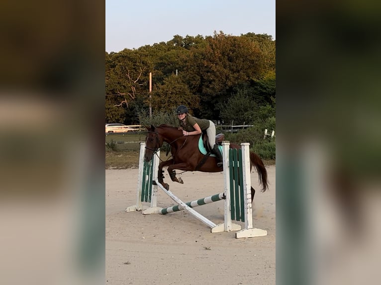 Engels volbloed Merrie 4 Jaar 163 cm Donkere-vos in Middle Island