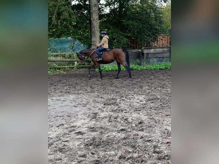 Engels volbloed Merrie 4 Jaar 165 cm Bruin in Hamburg Lemsahl-Mellingstedt