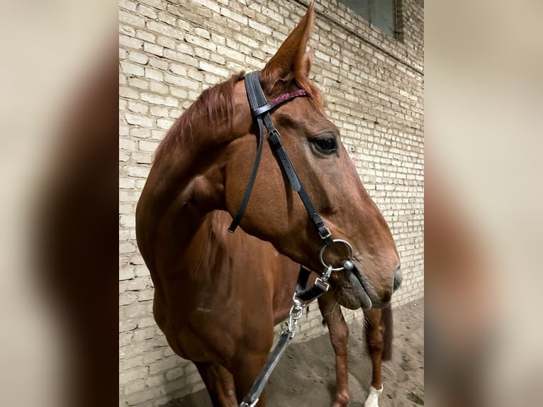 Engels volbloed Merrie 4 Jaar 168 cm  in Düsseldorf