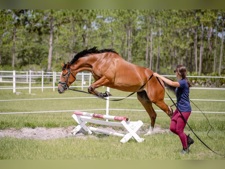 Engels volbloed Merrie 4 Jaar 168 cm Roodbruin in Orlando FL