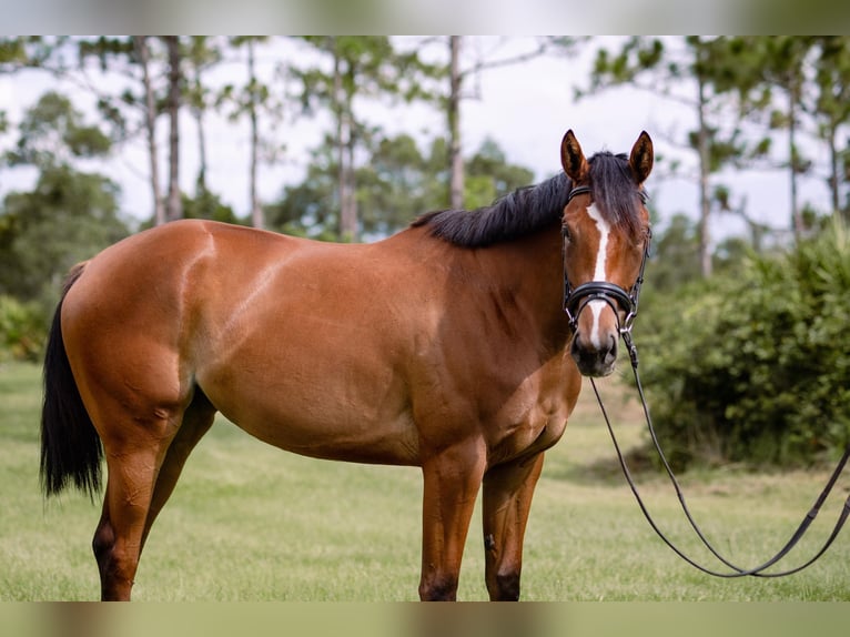 Engels volbloed Merrie 4 Jaar 168 cm Roodbruin in Orlando FL