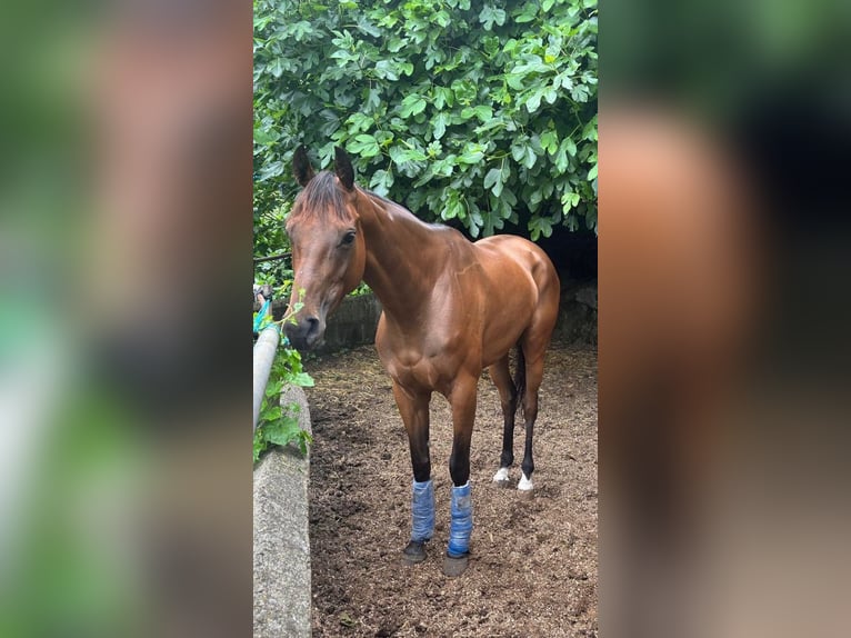 Engels volbloed Merrie 4 Jaar 170 cm Bruin in La Guancha