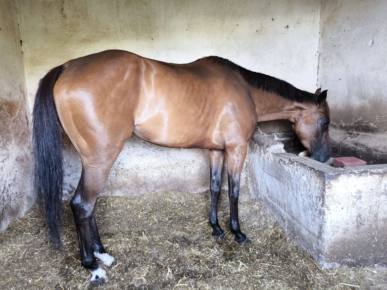 Engels volbloed Merrie 4 Jaar 170 cm Bruin in La Guancha