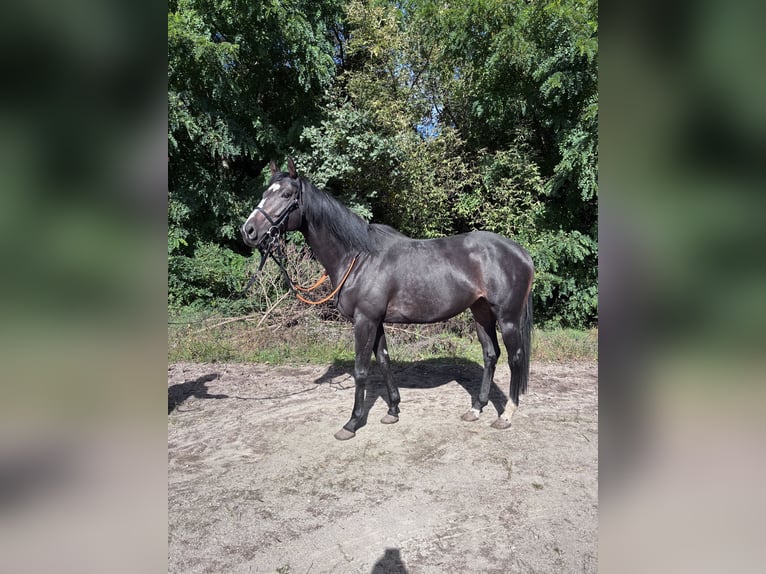 Engels volbloed Merrie 4 Jaar Donkerbruin in Hoppegarten
