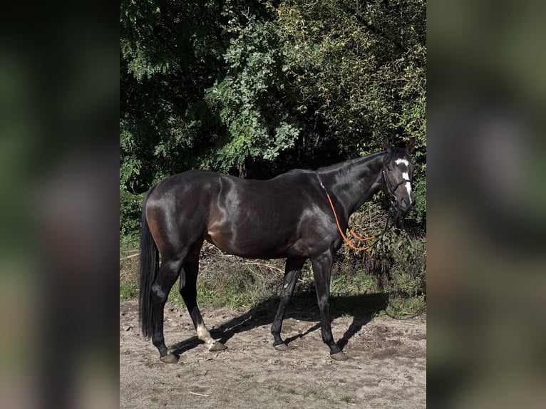 Engels volbloed Merrie 4 Jaar Donkerbruin in Hoppegarten