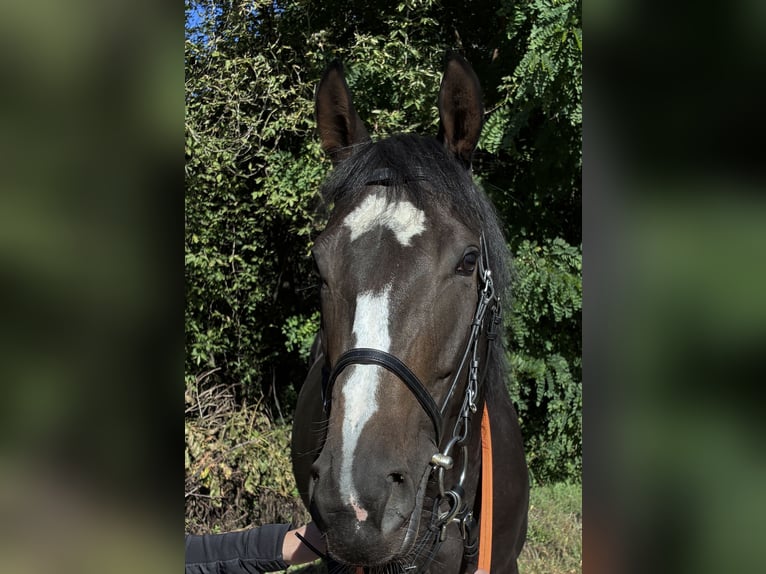 Engels volbloed Merrie 4 Jaar Donkerbruin in Hoppegarten