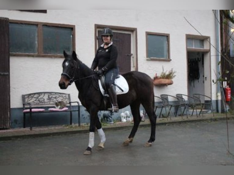 Engels volbloed Merrie 5 Jaar 152 cm Donkerbruin in Löhnberg