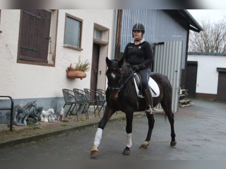 Engels volbloed Merrie 5 Jaar 152 cm Donkerbruin in Löhnberg