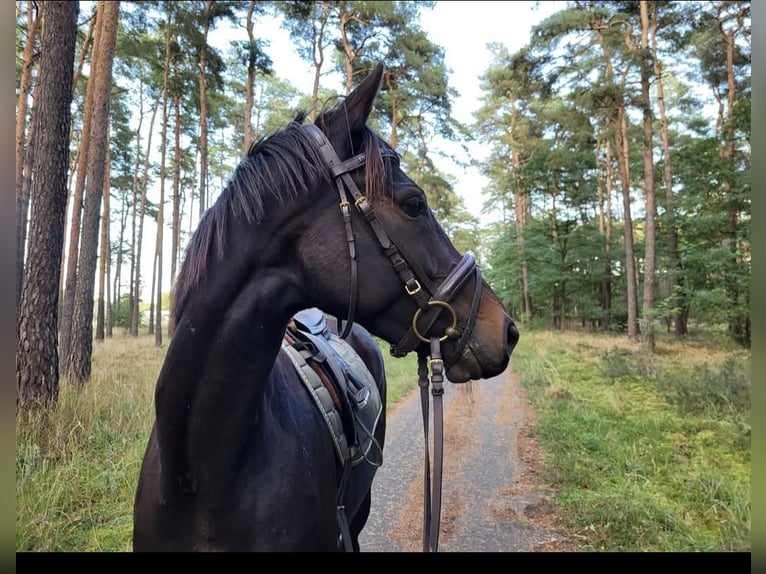 Engels volbloed Merrie 5 Jaar 155 cm Zwartbruin in Spreenhagen