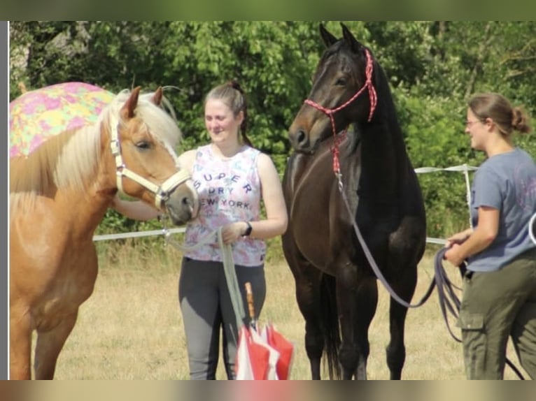 Engels volbloed Merrie 5 Jaar 155 cm Zwartbruin in Spreenhagen