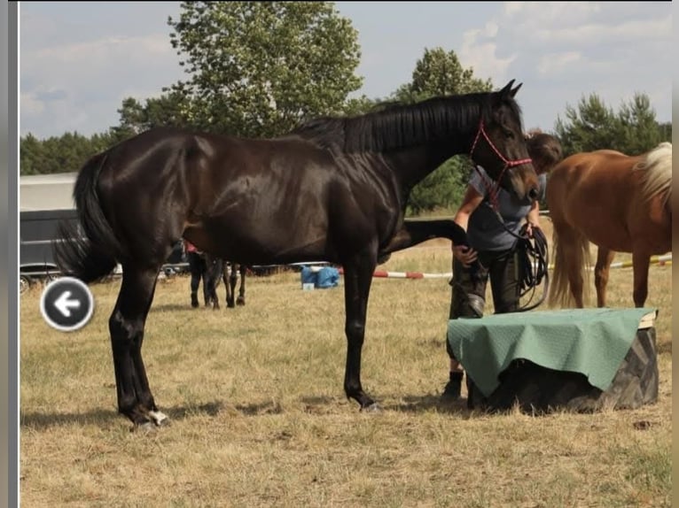 Engels volbloed Merrie 5 Jaar 155 cm Zwartbruin in Spreenhagen