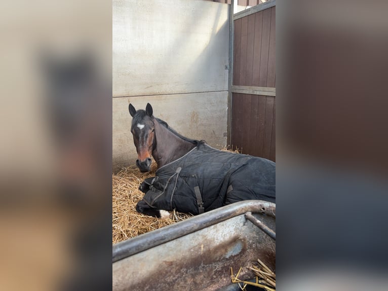Engels volbloed Merrie 5 Jaar 157 cm Bruin in Maassluis