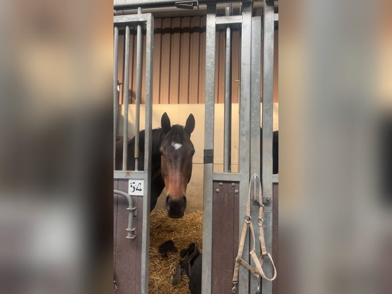 Engels volbloed Merrie 5 Jaar 157 cm Bruin in Maassluis