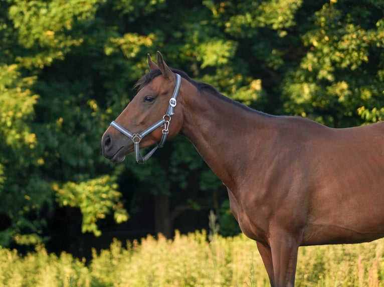 Engels volbloed Merrie 5 Jaar 158 cm Bruin in Steinh&#xF6;fel