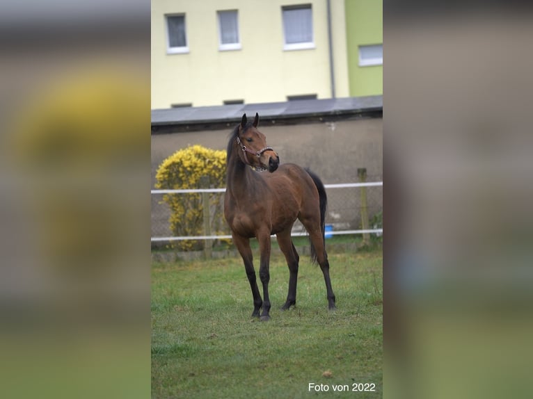 Engels volbloed Merrie 5 Jaar 158 cm Bruin in Steinh&#xF6;fel