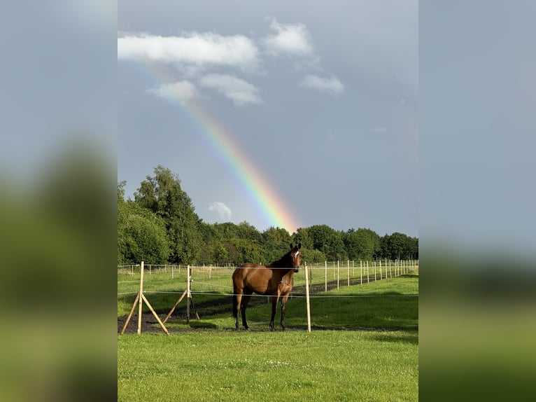 Engels volbloed Merrie 5 Jaar 160 cm Bruin in Papenburg