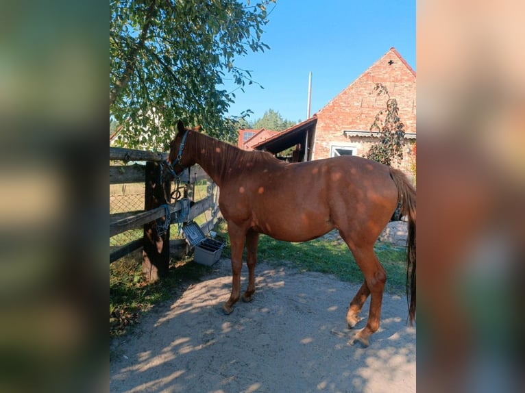 Engels volbloed Merrie 5 Jaar 160 cm Vos in Torgelow