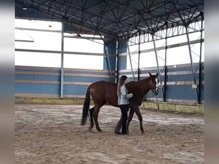 Engels volbloed Merrie 5 Jaar 160 cm Vos in Torgelow